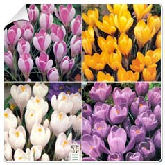 Crocus de grandes flores